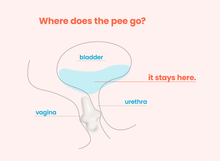 Load image into Gallery viewer, Uresta Bladder Support